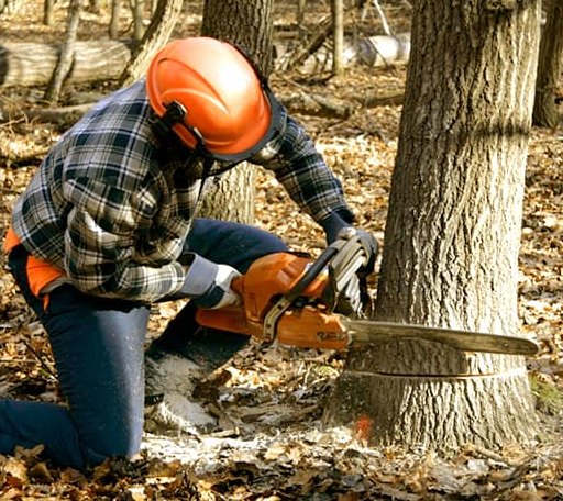 Tree Removal in East Greenwich, RI